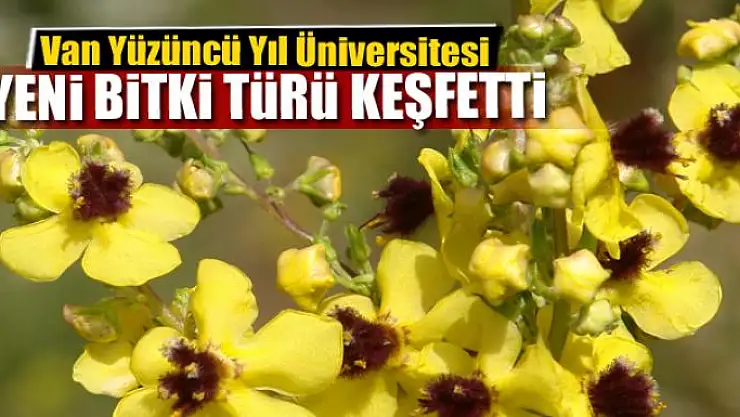 Van YYÜ, yeni bitki türü keşfetti