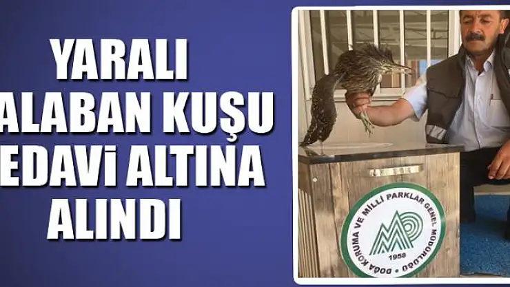 Yaralı Balaban kuşu tedavi altına alındı 