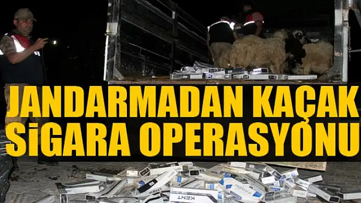 Jandarmadan kaçak sigara operasyonu