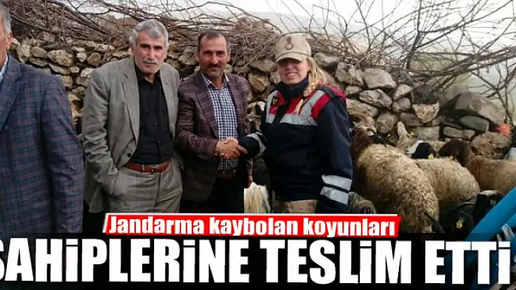 Jandarma kaybolan koyunları sahiplerine teslim etti 