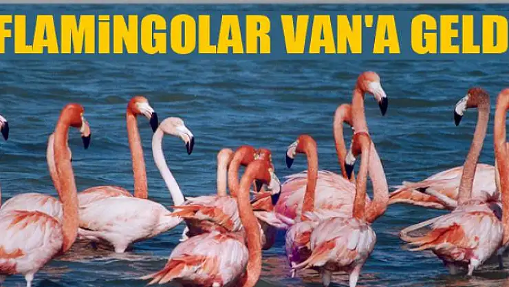 Flamingolar Van'a geldi