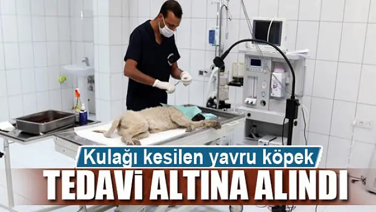 Kulağı kesilen yavru köpek tedavi altına alındı