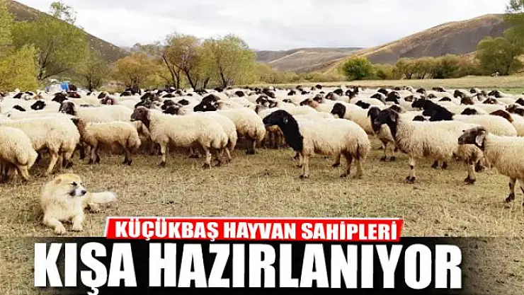 Küçükbaş hayvan sahipleri kışa hazırlanıyor 