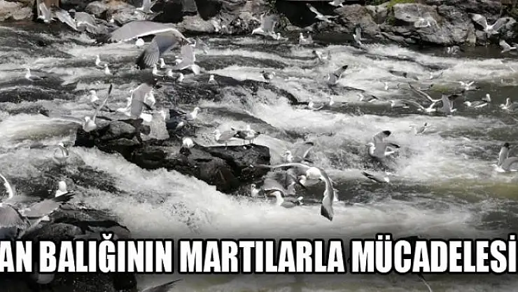 VAN BALIĞININ MARTILARLA MÜCADELESİ