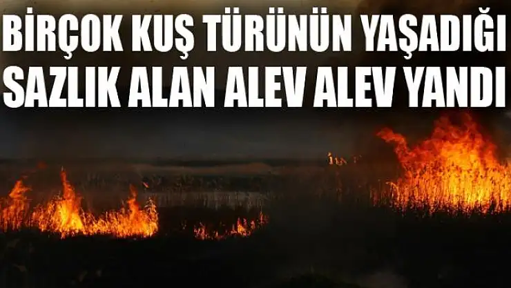 Birçok kuş türünün yaşadığı sazlık alan alev alev yandı