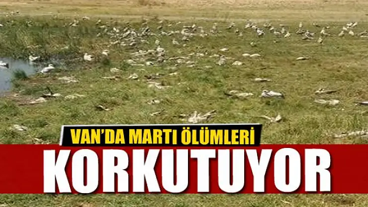 Van'da martı ölümleri 