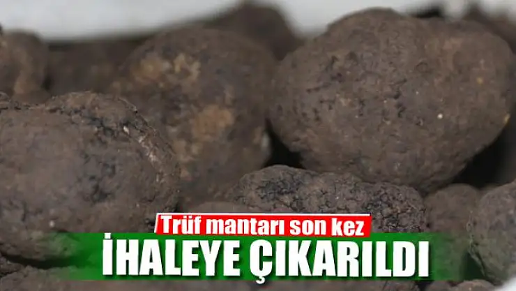Trüf mantarı son kez ihaleye çıkarıldı