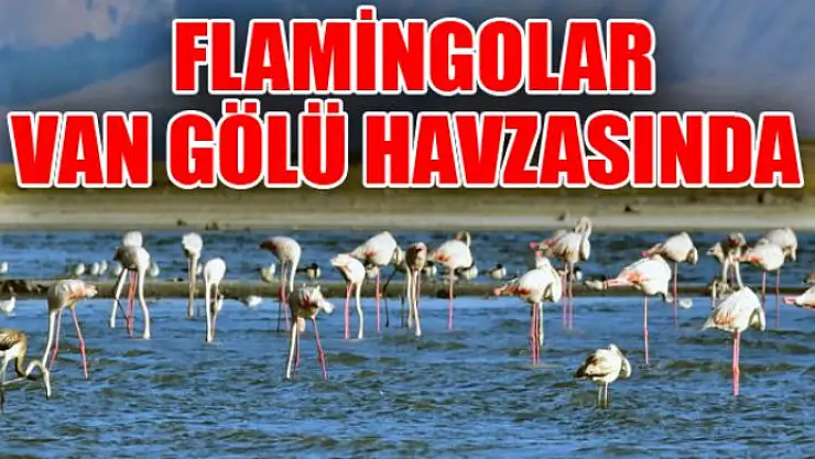 FLAMİNGOLAR VAN GÖLÜ HAVZASINDA 