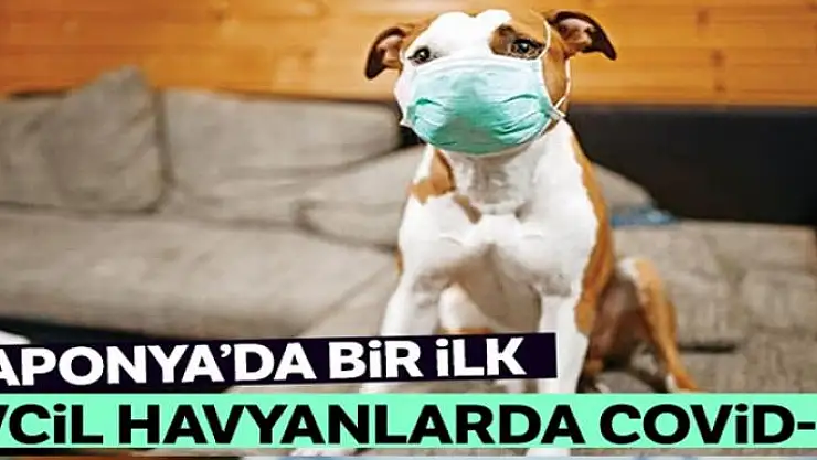 Japonya'da evcil hayvanlarda ilk kez Covid-19 görüldü