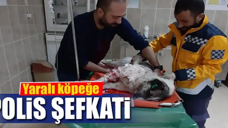 Yaralı köpeğe polis şefkati