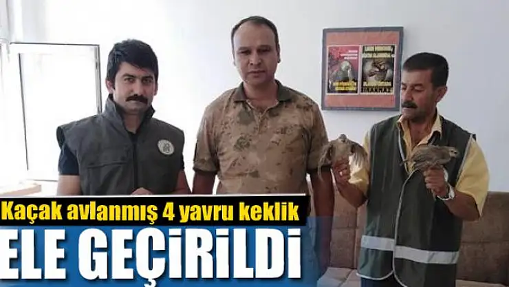 Van'da kaçak avlanmış 4 yavru keklik ele geçirildi
