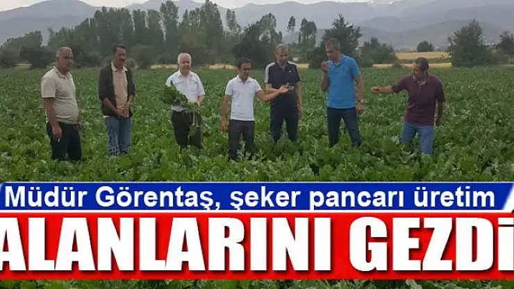 Müdür Görentaş, şeker pancarı üretim alanlarını gezdi