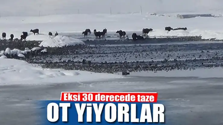 Eksi 30 derecede taze ot yiyorlar