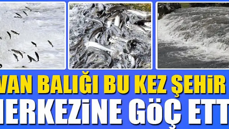Van balığı bu kez şehir merkezine göç etti