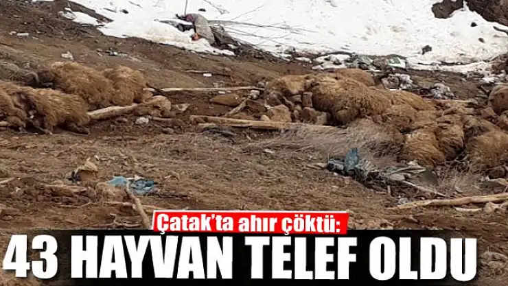 Çatak'ta ahır çöktü: 43 hayvan telef oldu