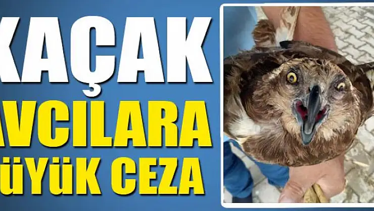 Kaçak avcılara büyük ceza