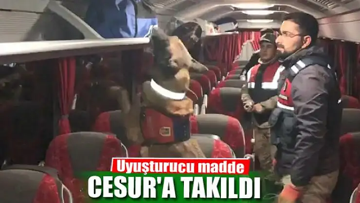 Uyuşturucu madde Cesur'a takıldı 