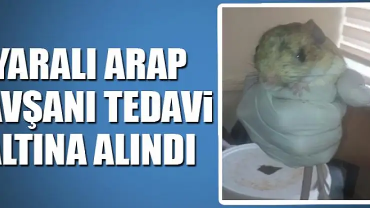 Yaralı Arap tavşanı tedavi altına alındı