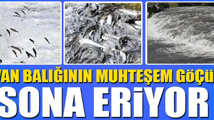 Van balığının muhteşem yolculuğu sona eriyor
