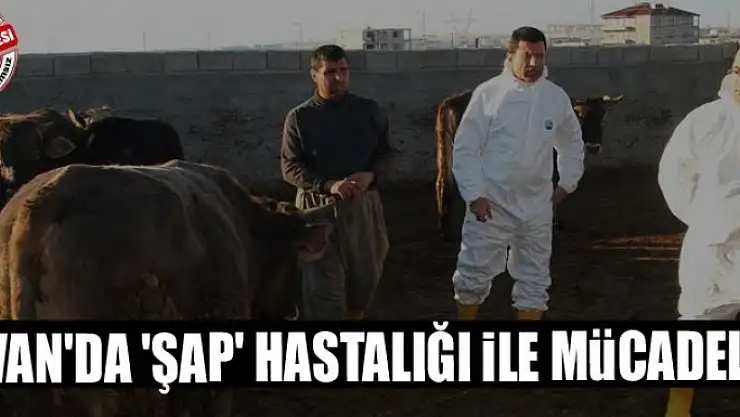 Van'da 'Şap' hastalığı ile mücadele