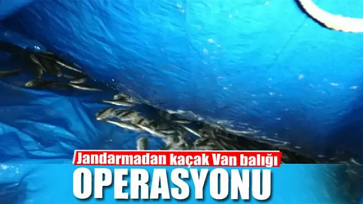 750 kilo Van balığı ele geçirildi 
