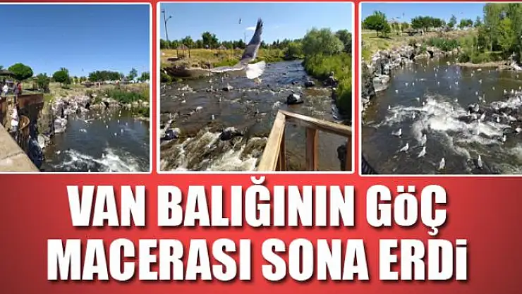 Van balığının göç macerası sona erdi