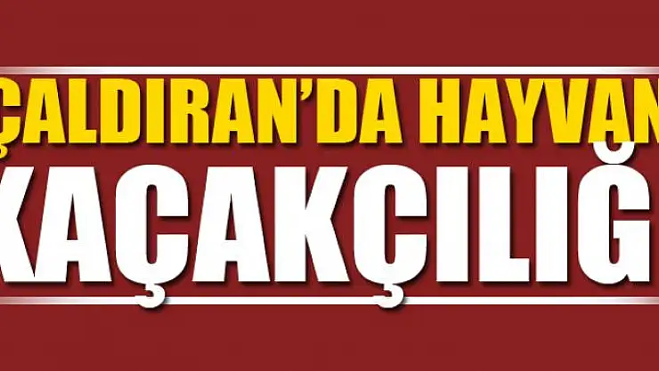 Çaldıran'da hayvan kaçakçılığı