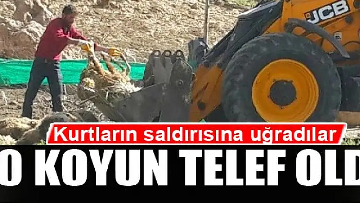 Kurtların saldırısında 70 koyun telef oldu