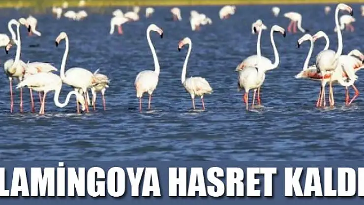 Vanlılar bu yıl flamingoya hasret