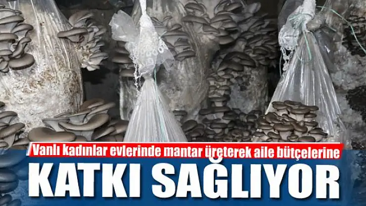 Vanlı kadınlar evlerinde mantar üreterek aile bütçelerine katkı sağlıyor