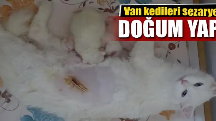 Van kedilerinde sezaryenle doğum 