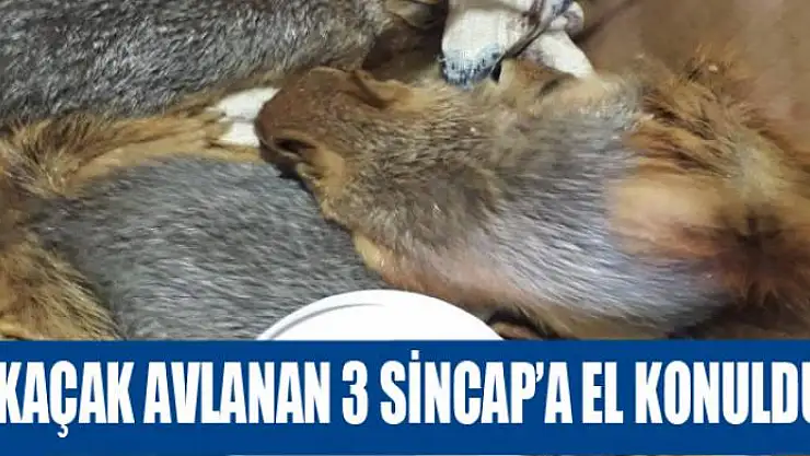 Kaçak avlanan 3 Sincap'a el konuldu