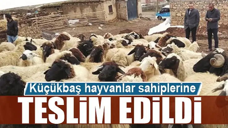 Küçükbaş hayvanlar sahiplerine teslim edildi