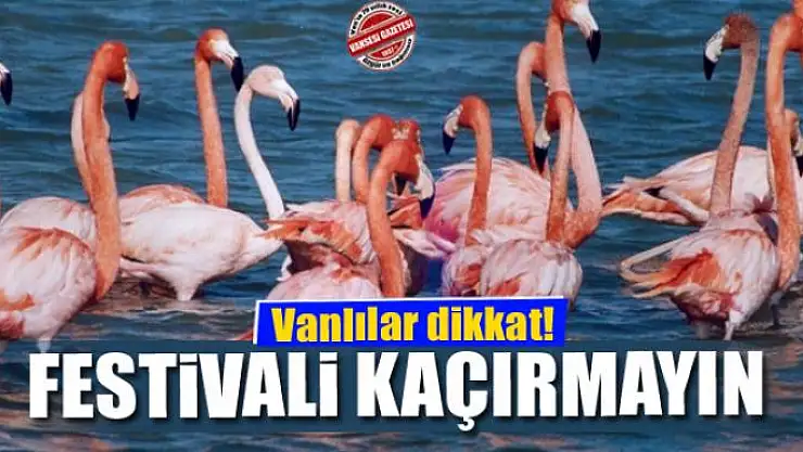 Flamingo Festivalini kaçırmayın