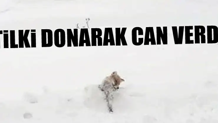 Tilki donarak can verdi