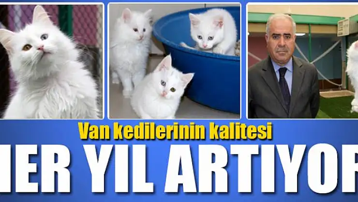 Van kedilerinin kalitesi her yıl artıyor