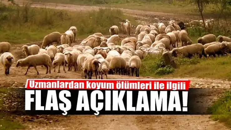 Uzmanlardan koyum ölümleri ile ilgili açıklama
