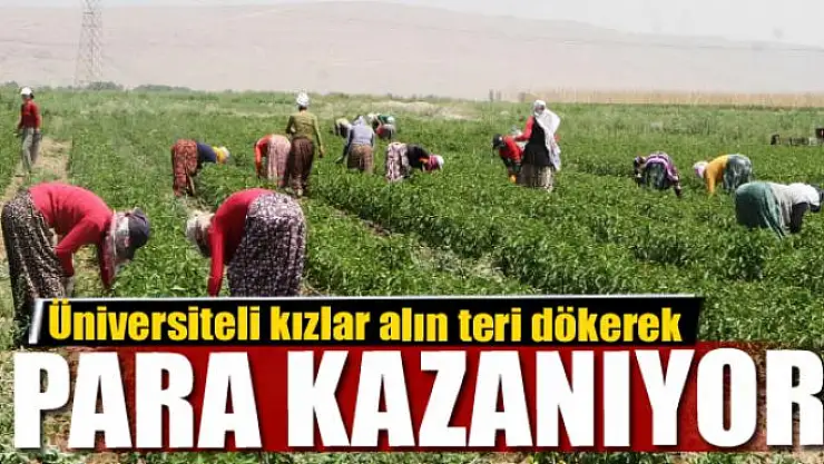 Üniversiteli kızlar alın teri dökerek para kazanıyor