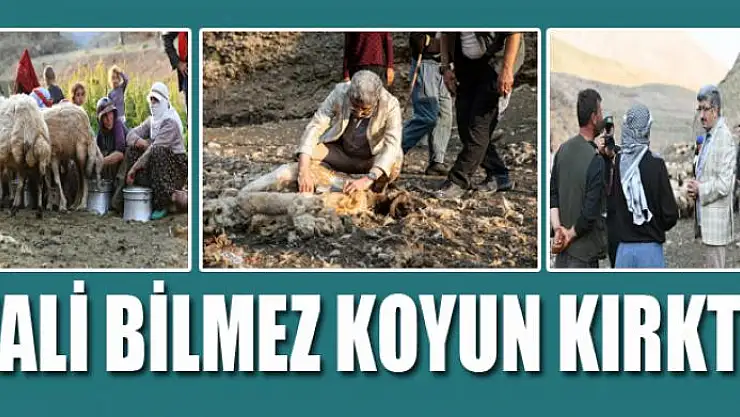 VALİ BİLMEZ KOYUN KIRKTI