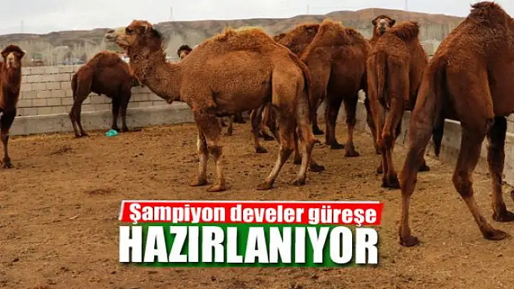 Şampiyon develer güreşe hazırlanıyor
