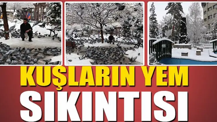 Kuşların yem sıkıntısı