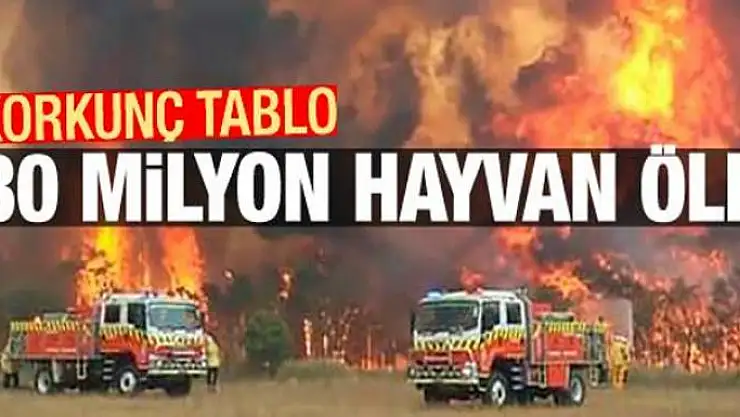 Avustralya'daki yangın korkunç bilanço: 480 milyon hayvan öldü