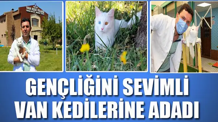 Gençliğini sevimli Van kedilerine adadı