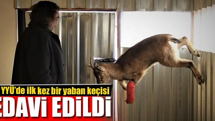 Van YYÜ'de ilk kez bir yaban keçisi tedavi edildi