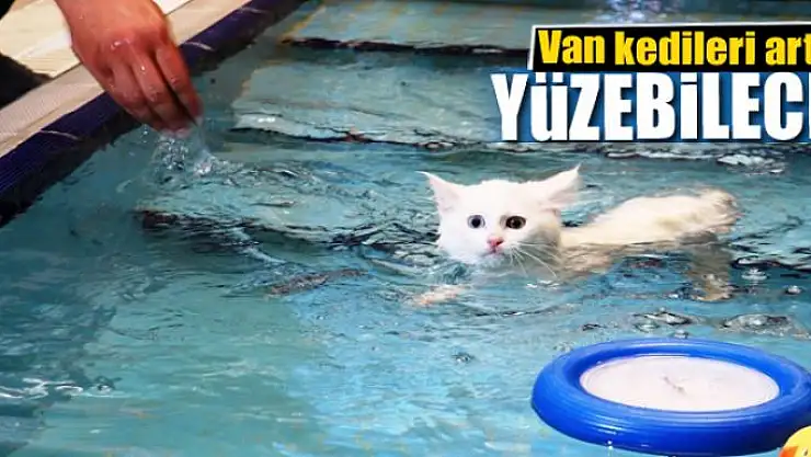 Van kedileri artık yüzebilecek