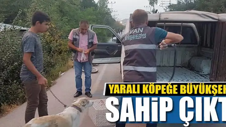 YARALI KÖPEĞE BÜYÜKŞEHİR SAHİP ÇIKTI 