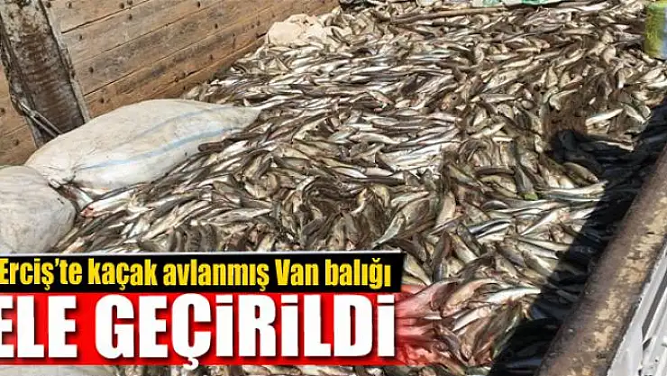 Erciş'te kaçak avlanmış Van balığı ele geçirildi