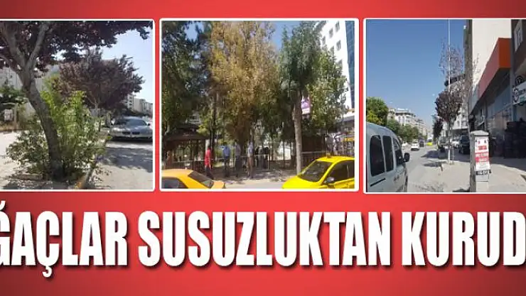 AĞAÇLAR SUSUZLUKTAN KURUDU 