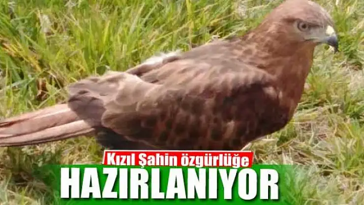 Kızıl Şahin özgürlüğe hazırlanıyor 