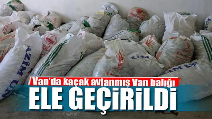 Van'da kaçak avlanmış Van balığı ele geçirildi